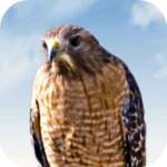 Logo of Hawk Sounds android Application 